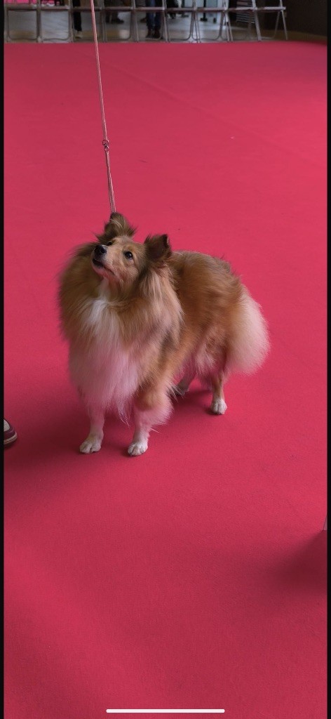 Ula-hoop du royaume d angelique