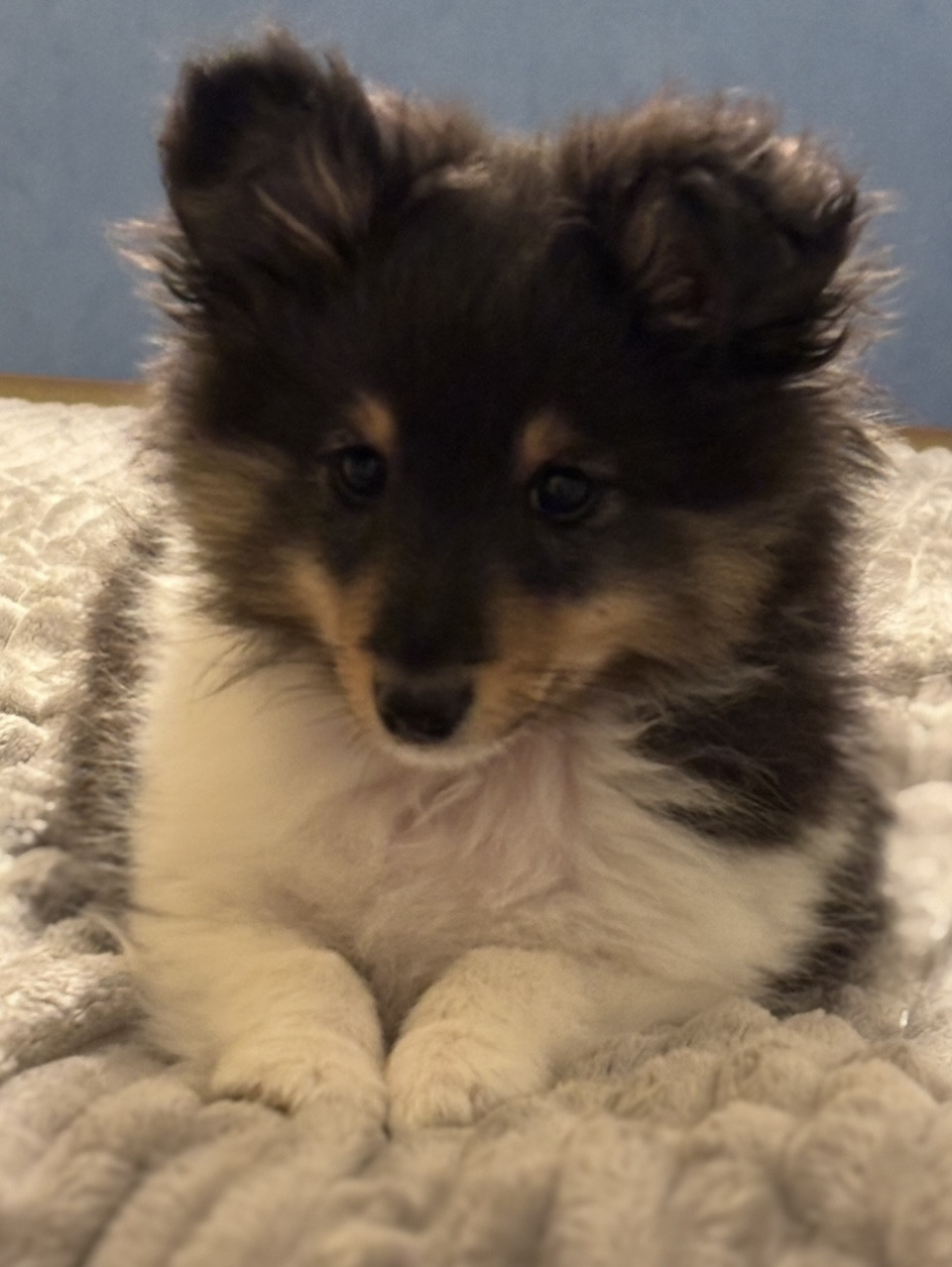 Sweetheart Of Shelties - Shetland Sheepdog - Portée née le 23/02/2025
